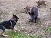 Clip: Màn “quẩn ẩu” kịch liệt giữa chó Becgie và lợn rừng