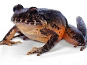 Tìm thấy loài ếch bụng đỏ tưởng như tuyệt chủng tại Costa Rica