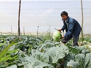 Lâm Đồng: Tay không thu trăm triệu chỉ nhờ trồng rau