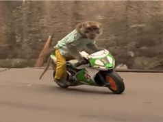 Clip: Khỉ biết đi xe máy, làm bồi bàn