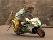 CLIP HOT NGÀY 23/6: Dính tai nạn thảm khốc vì chạy xe nhanh, khỉ trổ tài đi xe máy