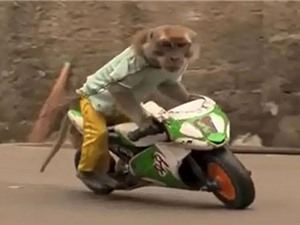 CLIP HOT NGÀY 23/6: Dính tai nạn thảm khốc vì chạy xe nhanh, khỉ trổ tài đi xe máy