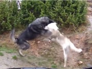 Clip: Màn hỗn chiến không khoan nhượng giữa 2 chú chó