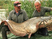 Clip: Câu được cá nheo châu Âu khổng lồ trên sông