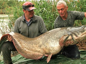 Clip: Câu được cá nheo châu Âu khổng lồ trên sông