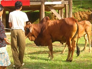 Khai thác và phát triển nguồn gen bò u đầu rìu