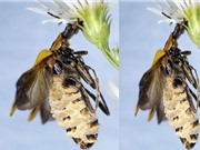 Nấm biến bọ cánh cứng thành xác sống để dụ con mồi
