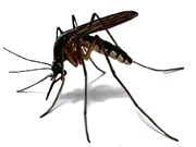 Clip: Quá trình sinh trưởng và phát triển của muỗi truyền bệnh