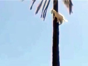 Clip: Dê bị “thần khỉ nhập”, trèo lên cây cọ cao chót vót