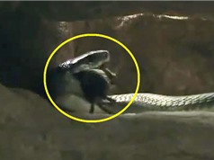 Clip: Rắn mamba đen vào hang truy sát chuột