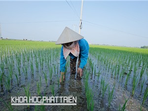 Cấy lúa hàng biên không loại trừ cơ giới hóa nông nghiệp