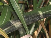 Người trồng mía Nghệ An lo lắng vì rệp xơ bông trắng xuất hiện bất thường