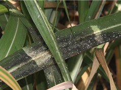 Người trồng mía Nghệ An lo lắng vì rệp xơ bông trắng xuất hiện bất thường