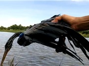 Clip: Dùng lưới đánh cá tóm gọn chim cổ rắn quý hiếm ở TPHCM
