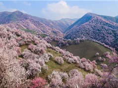 Thung lũng hoa mai tuyệt đẹp ở Tân Cương