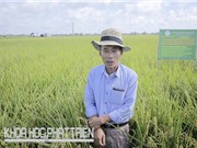 Ông Nguyễn Đức Kiều - Trạm Khuyến nông huyện Vĩnh Bảo, Hải Phòng: Ruộng cấy dày nhiều sâu bệnh, năng suất thấp