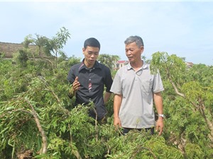 Thu nhập hàng trăm triệu mỗi năm nhờ trồng đinh lăng 'sạch'