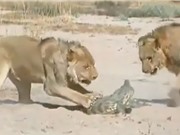 Clip: Màn quyết chiến giữa cá sấu với 2 con sư tử