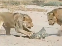 Clip: Màn quyết chiến giữa cá sấu với 2 con sư tử