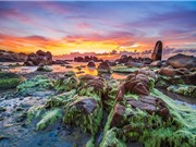 Bãi biển Cổ Thạch đẹp tựa tiên cảnh khi bị rêu phủ