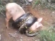 Clip: Trăn khổng lồ chết thảm vì săn trộm lợn của nông dân