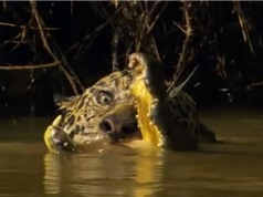 Clip: Báo đốm xuống sông sát hại cá sấu