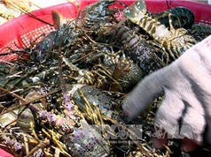Phú Yên: Khuyến cáo về môi trường nuôi tôm hùm chưa cải thiện