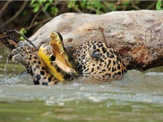 CLIP ĐỘNG VẬT ĐẠI CHIẾN ẤN TƯỢNG NHẤT TUẦN: Hổ săn trộm bò, báo giết cá sấu