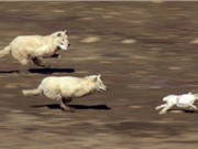 Clip: Thỏ trắng “đánh võng" tuyệt đỉnh khiến 2 con sói mất ăn