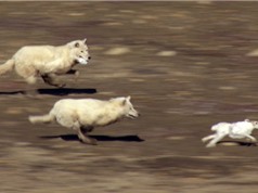 Clip: Thỏ trắng “đánh võng" tuyệt đỉnh khiến 2 con sói mất ăn