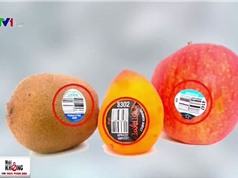 Tem dán nhãn trái cây giả tràn lan, người tiêu dùng bị lừa công khai?