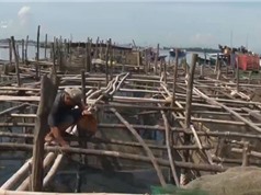 Thừa Thiên - Huế chủ động phòng chống dịch bệnh trên thủy sản