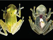 Phát hiện loài ếch thủy tinh có cơ thể trong suốt