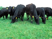 Mỹ nghiên cứu tạo bò chịu nhiệt làm thực phẩm tương lai