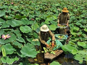 Trồng sen bán lá "ngon ăn" hơn bán gương