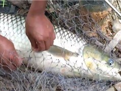 Clip: Câu cá trắm hơn 10 kg tại Yên Bái