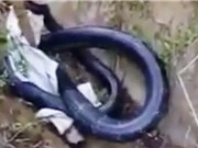 Clip: Vây bắt rắn hổ mang chúa 7 kg ở Yên Bái