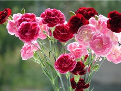 Ngắm vẻ đẹp của loài hoa được sủng ái nhất thời Hy Lạp cổ đại
