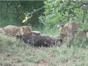Clip: Màn vật lộn sinh tử giữa heo rừng với 2 con sư tử