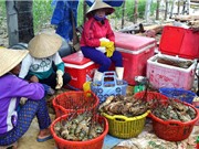 Hơn 1,6 triệu con tôm hùm ở vịnh Xuân Đài chết do ô nhiễm