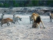 Clip: Tranh giành thức ăn, sư tử đực đối đầu 20 con linh cẩu