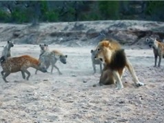 Clip: Tranh giành thức ăn, sư tử đực đối đầu 20 con linh cẩu
