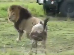 Clip: Linh dương đầu bò cả gan đối đầu sư tử đực