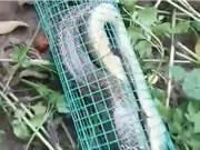 Clip: Bẫy rắn hổ mang dài 2 mét ở Hà Nội