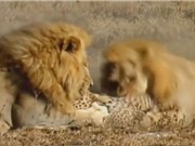 Clip: Báo săn chết thảm trước nanh vuốt 2 con sư tử đực