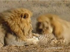 Clip: Báo săn chết thảm trước nanh vuốt 2 con sư tử đực
