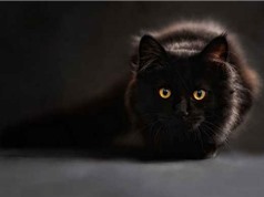 Vì sao mèo đen bị xem như điềm xui?