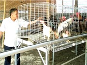Đắk Lắk: Mô hình nuôi gà chọi lai hiệu quả của một thương binh