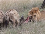 Clip: Khó tin trước cảnh sư tử chia sẻ mồi với linh cẩu