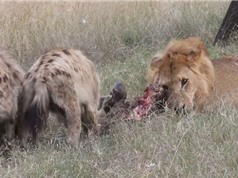Clip: Khó tin trước cảnh sư tử chia sẻ mồi với linh cẩu